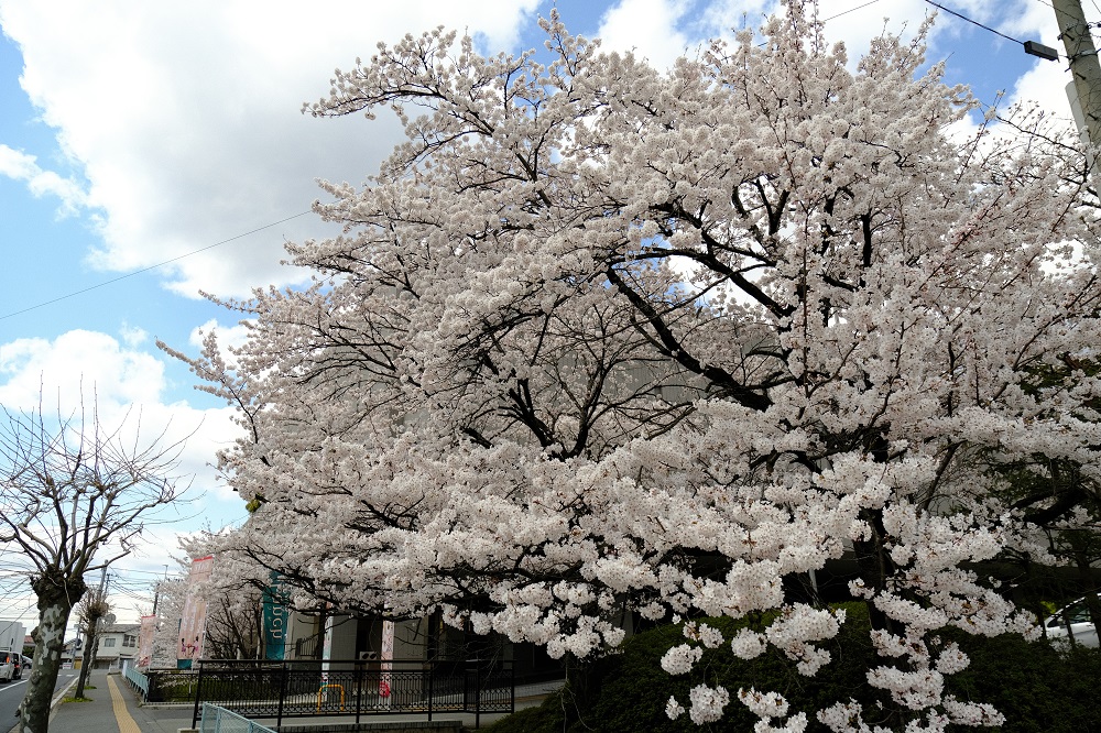 ベリーノホテルの桜の写真